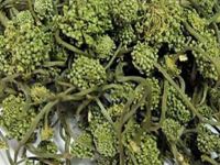 盘点几个萝卜治病验方