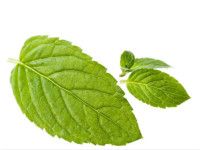 珍珠粉面膜怎么做推荐四种美肤法